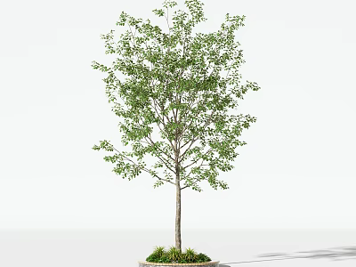 Tall Deciduous Tree with Lush Green Leaves Straight Trunk and Round Base with Fresh Grass 3d model
