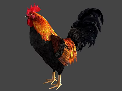 Vibrant Rooster With Red Comb Orange Black Feathers And Yellow Legs 3d model