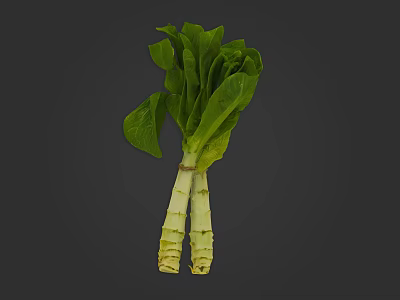 Fresh Green Leafy Vegetable With White Stems Bunch Isolated On Dark Background 3d model