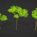 Green Trees with Different Shapes Brown Trunks and Lush Green Leaves