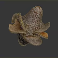 Natural Agricultural Crop Featuring Rough Textured Surface And Multi Layered Brown Orange Form