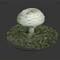 Modern mushroom straw mushroom poisonous mushroom 3d model