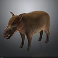 Wild Boar With Orange Fur And Red Eyes Standing On Gray Background
