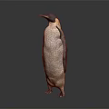Emperor Penguin Standing Isolated on Gray Background with Black and White Plumage