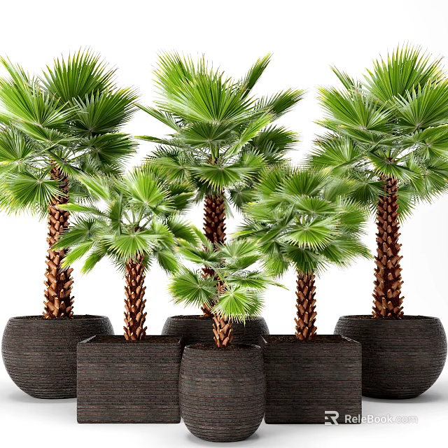 Lush Green Potted Palm Trees With Brown Trunks In Dark Woven Planters 3d model 