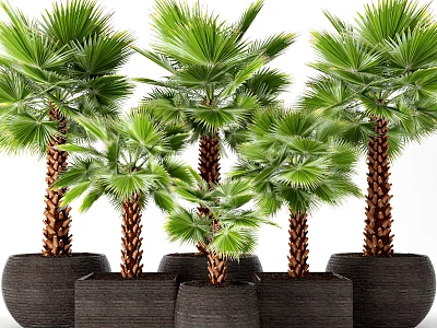 Lush Green Potted Palm Trees With Brown Trunks In Dark Woven Planters 3d model