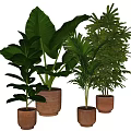 Bonsai Potted Plants with Various Green Leaves in Terracotta Pots for Indoor Decorative