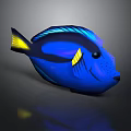 Blue Fish With Yellow Fins Black Eyes And Vibrant Coloration