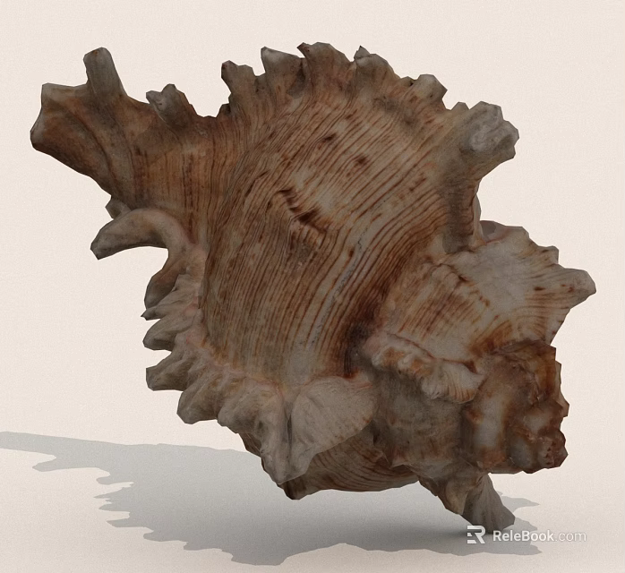 Conch Shell With Natural Spiral Texture And Detailed Marine Decor Elements 3d model