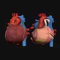 Human Heart Anatomical Models With Detailed Internal Structure And Chambers 3d model