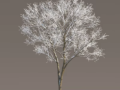 Scenic Outdoor Winter Arbor Tree With Frost Covered Bare Branches 3d model