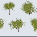 Green Leafy Trees With Different Shapes Trunks And Shadows On White Background 3d model