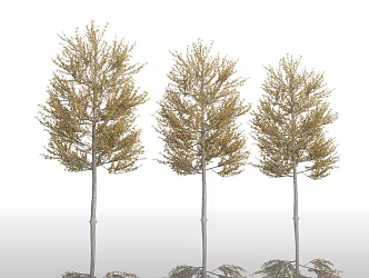 Autumn Trees Street Trees Big Trees Yellow Leaf Plants Green Planting Park Plants Greening Vegetation Forest Grove Trees Branches 3d model
