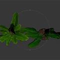Two Large Leaf Tropical Plants in Metallic Pots on Dark Reflective Surface