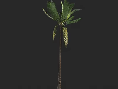 Tall Palm Tree with Long Trunk and Lush Green Fronds in Isolated Background 3d model