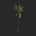 Tall Palm Tree with Long Trunk and Lush Green Fronds in Isolated Background