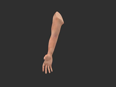 Detailed 3D Anatomical Arm Model With Realistic Skin Texture From Shoulder To Hand 3d model