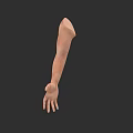 Detailed 3D Anatomical Arm Model With Realistic Skin Texture From Shoulder To Hand