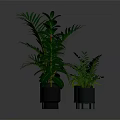 Various Green Indoor Plants In Modern Gray Pots For Home Decoration