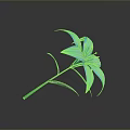 Blue Lily Plant with Green Stem and Leaves on Dark Background with Reflection