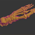 Medical Device Human Foot Skeleton Anatomical Model with Detailed Bone Structure for Educational Use