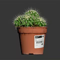 Healthy Green Potted Cactus Plant With Spines In Brown Plastic Pot
