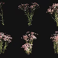 Beautiful Pink Flowering Plants With Green Stems And Foliage In Various Views