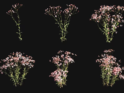 Beautiful Pink Flowering Plants With Green Stems And Foliage In Various Views 3d model