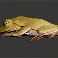 Yellow Frog with Bright Orange Feet on Dark Reflective Surface in Resting Position 3d model
