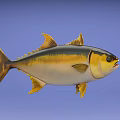 Aquatic Animal Tuna Fish With Yellow Fins Black Yellow Stripes Swimming In Blue Underwater Scene
