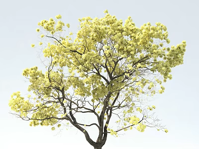Tall Arbor with Yellow Blossoms on Branches Against Light Blue Sky 3d model