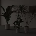 Various Types of Potted Plants in Stylish Ceramic Pots for Modern Interior Decor