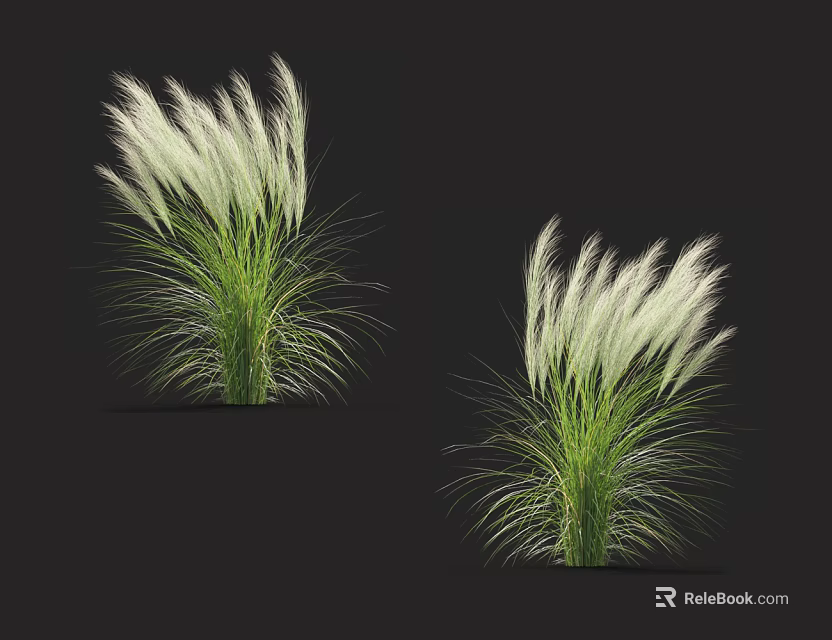White Feathery Grass Plants With Green Stems And Leaves On Black Background 3d model 