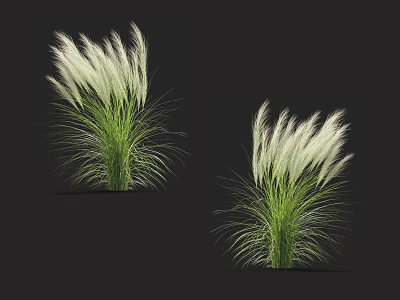 White Feathery Grass Plants With Green Stems And Leaves On Black Background 3d model
