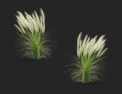 White Feathery Grass Plants With Green Stems And Leaves On Black Background 3d model