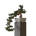 Bonsai 3d model