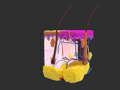 medical anatomy human skin structure epidermis dermis subcutaneous tissue sweat glands 3d model