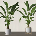 Decorative Large Leafy Indoor Potted Plants In White Pots On Floor And Wooden Stand