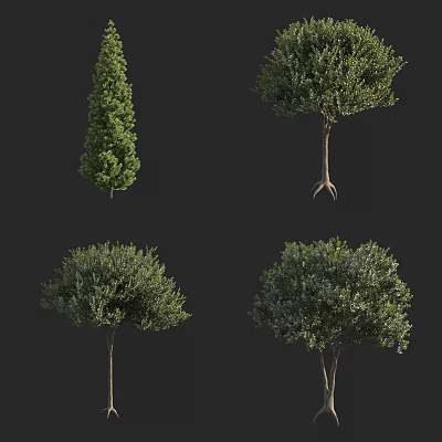 Different Arbor Trees With Diverse Crown Shapes Lush Foliage And Exposed Roots 3d model