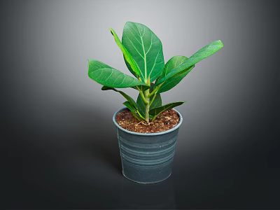 Fiddle Leaf Fig Plant With Large Green Leaves In Gray Pot And Soil 3d model