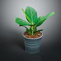 Fiddle Leaf Fig Plant With Large Green Leaves In Gray Pot And Soil