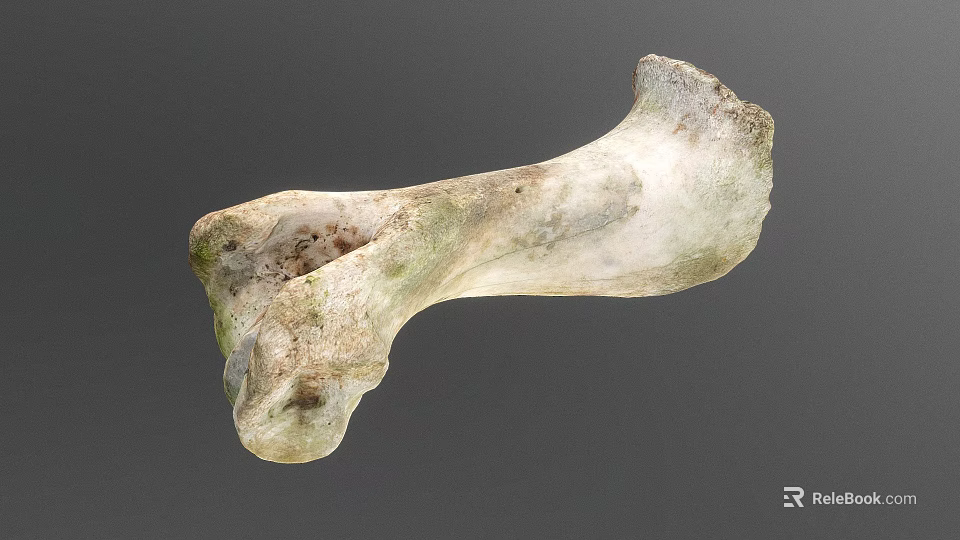 Weathered Animal Bone With Greenish Patina And Natural Surface Texture 3d model 