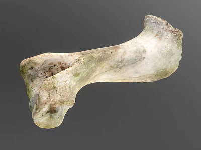 Weathered Animal Bone With Greenish Patina And Natural Surface Texture 3d model