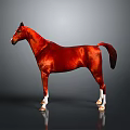 Red Horse Standing On Gray Background With Reflection In Studio Lighting