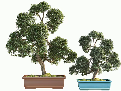 Two Bonsai Trees In Brown And Blue Square Pots With Lush Foliage 3d model