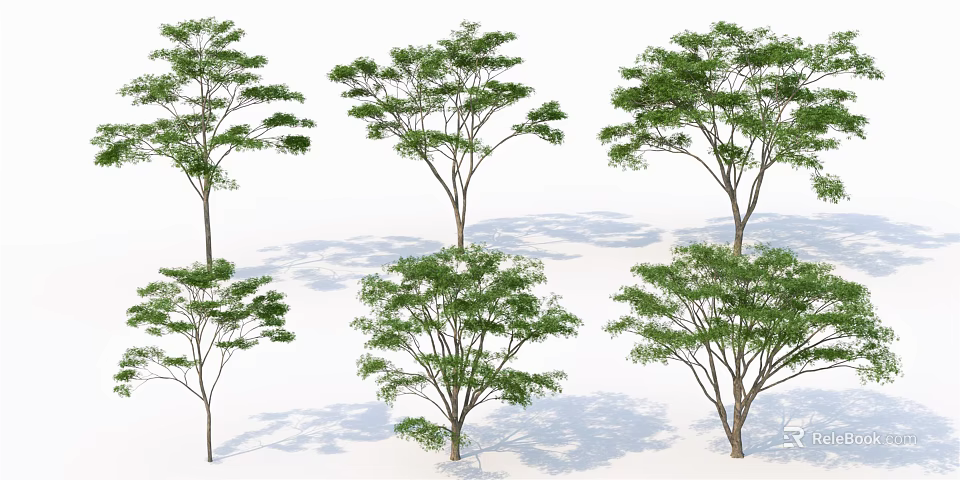 Six Arbor Trees With Green Leaves On White Background And Shadows 3d model