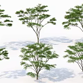 Six Arbor Trees With Green Leaves On White Background And Shadows 3d model