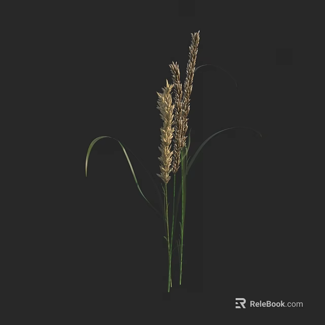 Tall Grass Plant With Slender Green Stems And Golden Spikelets On Dark Background 3d model 