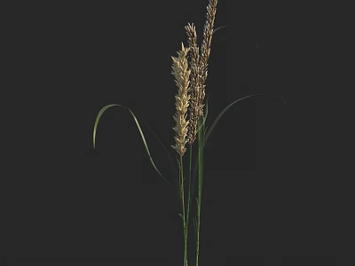 Tall Grass Plant With Slender Green Stems And Golden Spikelets On Dark Background 3d model