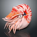 Modern Nautilus Conch Bone Snail 3d model